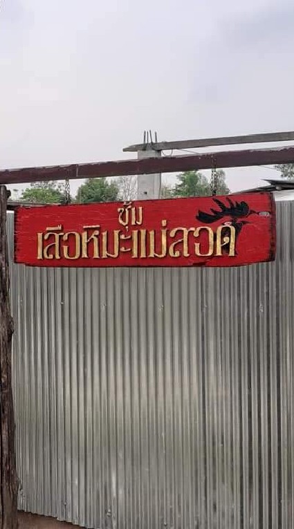 ไก่ชนเสือหิมะเเม่สอดฟาร์ม