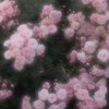 新・ネットのお友達ぼしゅー！