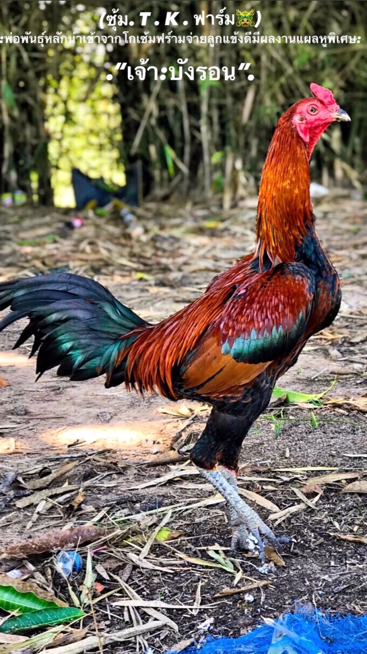 ซุ้ม. T .  K  . ฟาร์ม🐲 พม่าเบอร์แข้งเน้นๆ🐓💯