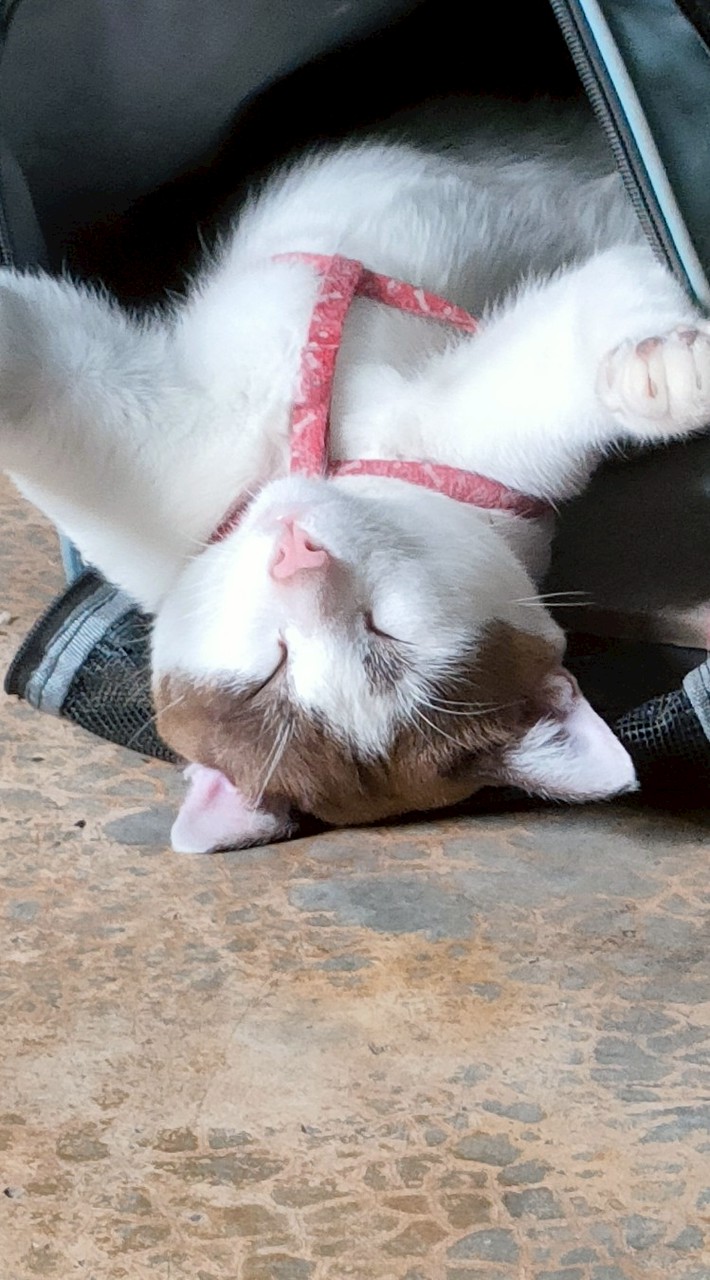 เพลงโปรด เริ่ม1980