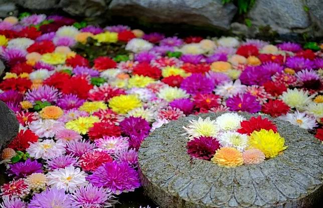 日本全國神社寺廟超好拍夢幻花手水大集合 繽紛花朵飄浮水面上讓人目炫神迷 感受四季自然之美 Walker Line Today