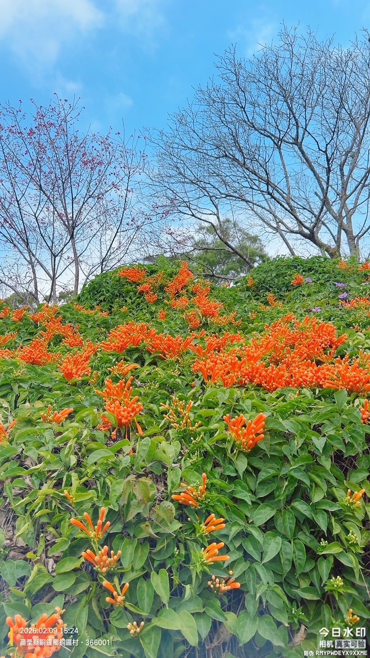 龍岡森林公園運動舞蹈班
