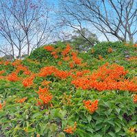 龍岡森林公園運動舞蹈班