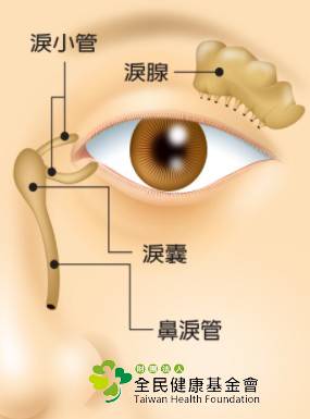 啥 乾眼症其實眼淚會一直流 為何會流目油這篇告訴你 財團法人肝病防治學術基金會 Line Today