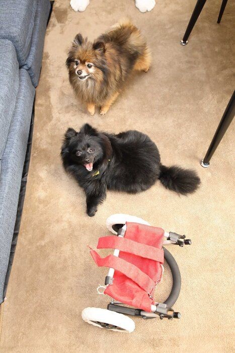 難病と必死に闘う犬 奇跡的な回復を見せたみかんちゃん