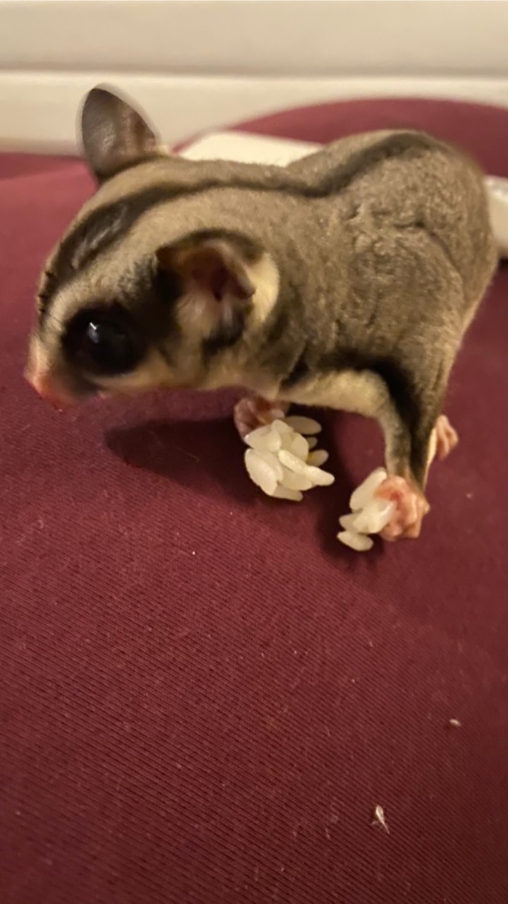 沖縄フクロモモンガ