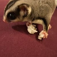 沖縄フクロモモンガ