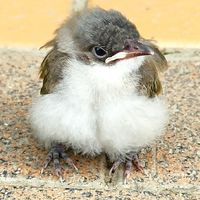 狗勾貓喵俱樂部