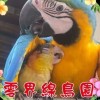 零界線鳥園交流群