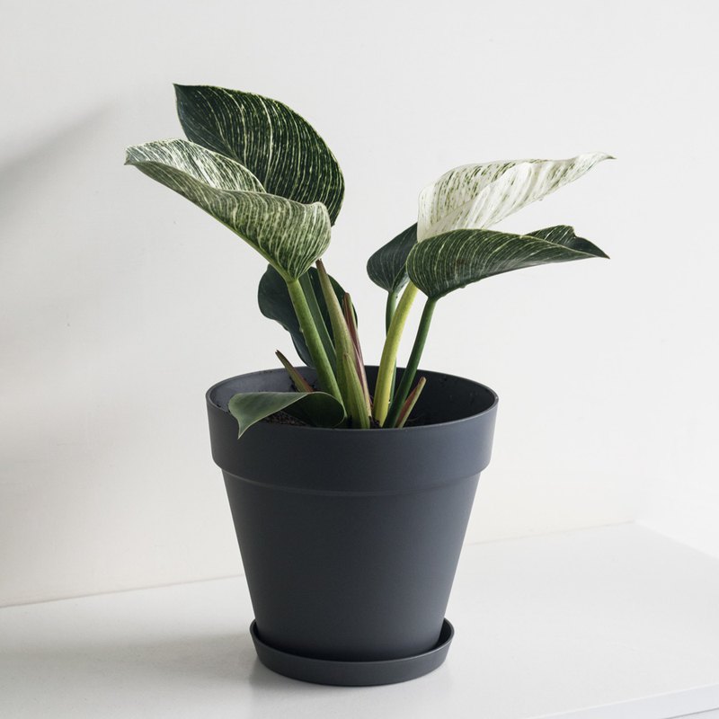 『 柏金蔓綠絨 Philodendron Birkin 』 “ Hi! I’m Birkin! ” 這是特殊品種的蔓綠絨～～ 因為實在太美，在國外也是非常受歡迎的室內植栽 與 Birkin bag (