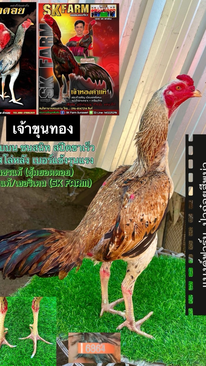 แบงค์ฟาร์ม ป่าก๋อยสีพม่า🐓🥁🥁🥁🐓