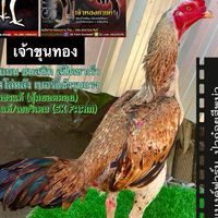 แบงค์ฟาร์ม ป่าก๋อยสีพม่า🐓🥁🥁🥁🐓