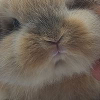 兔兵團寵物