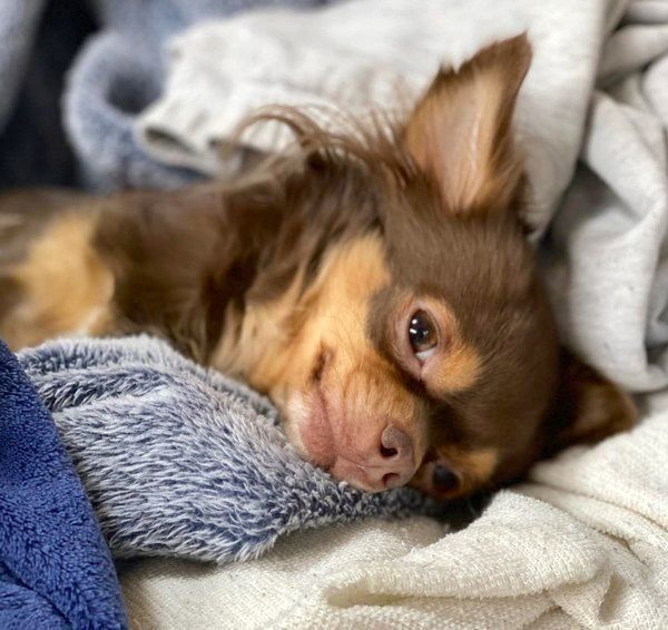 上目遣いな犬 の本当の気持ちが知りたい