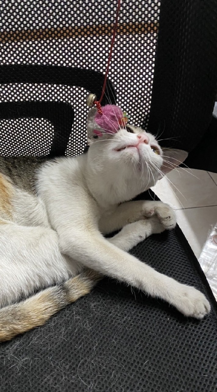 กลุ่มน้อนแมวเหมียว​