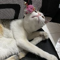 กลุ่มน้อนแมวเหมียว​