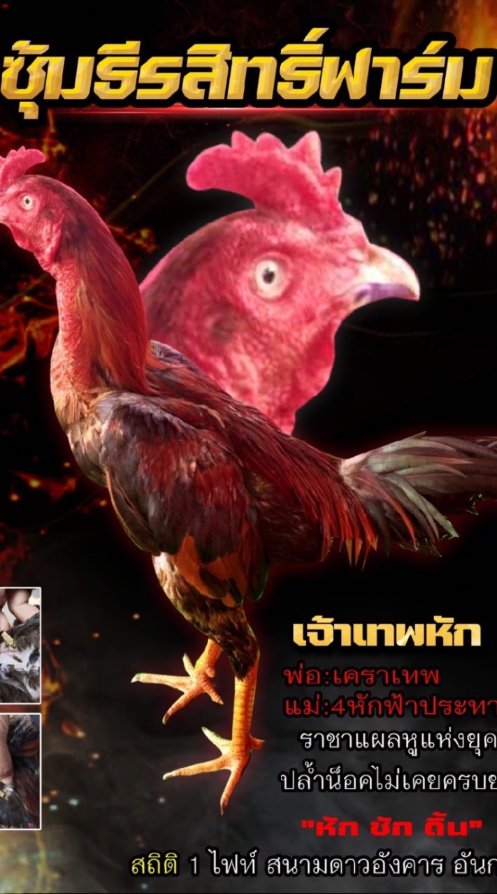 ซุ้ม ธีรสิทธิ์ฟาร์ม  สายเลือด ง้อน ไต้หวัน จักริน
