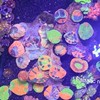 Fanatic reef tank