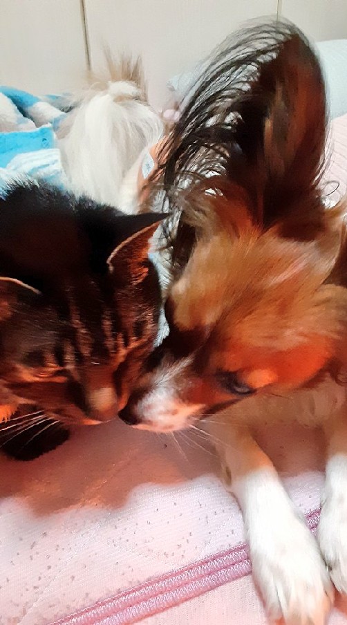 犬(パピヨン)猫💖グルメ💖旅💖雑談のオープンチャット