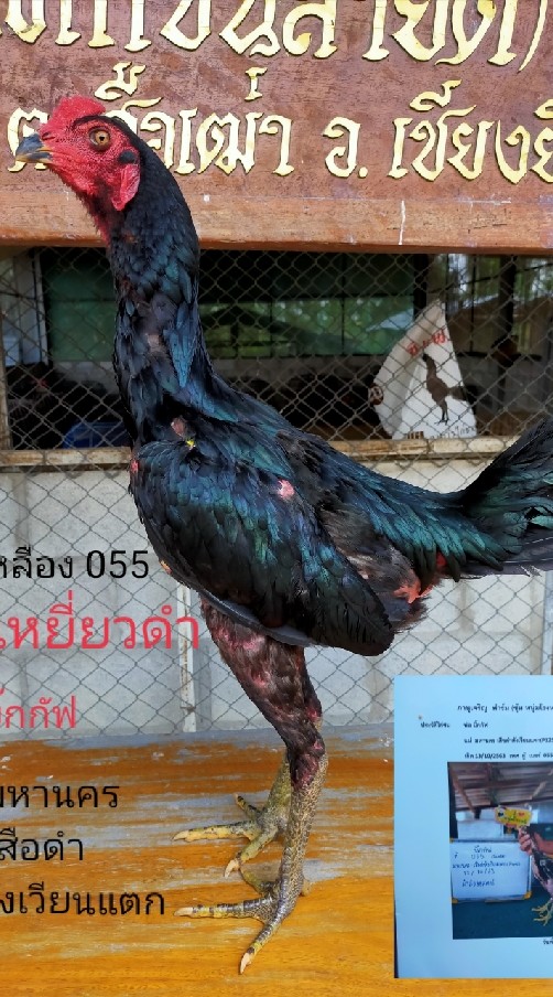 แสนสุขเจริญฟาร์ม(เจ้าเหยี่ยวดำ ทายาทบิ๊กกัฟ) 🐓