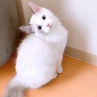 繪圖分享區