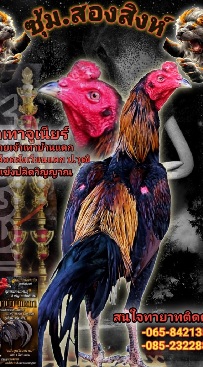ซุ้มไก่ชน.สองสิงห์.