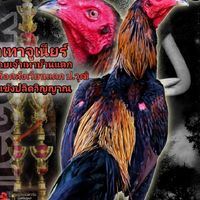 ซุ้มไก่ชน.สองสิงห์.