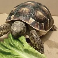 龜 寵 🐢