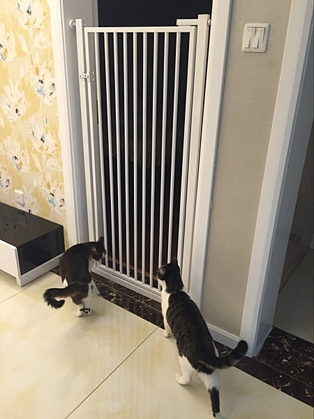 室內寵物防攔貓咪狗柵欄圍門欄貓防護欄杆隔離護欄防跳 訂製請客服LINE shopline00004