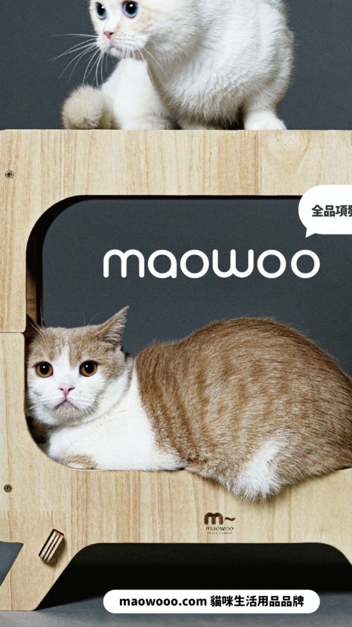 貓咪的大小三兩事🐱