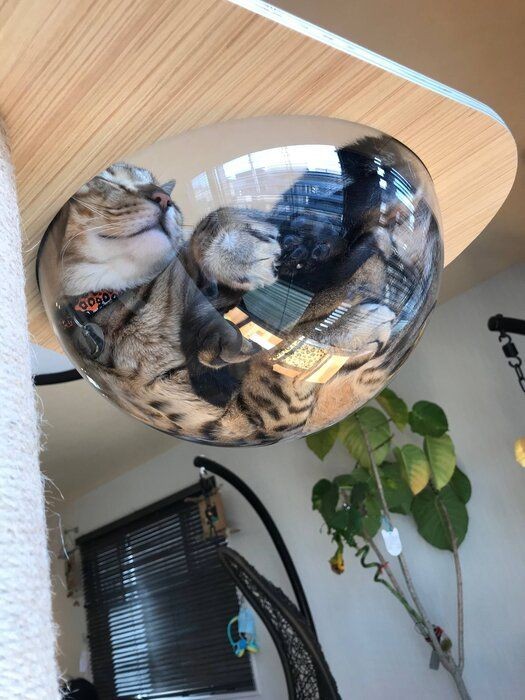 やっぱり猫は液体だった 猫 液体説 を検証してみた