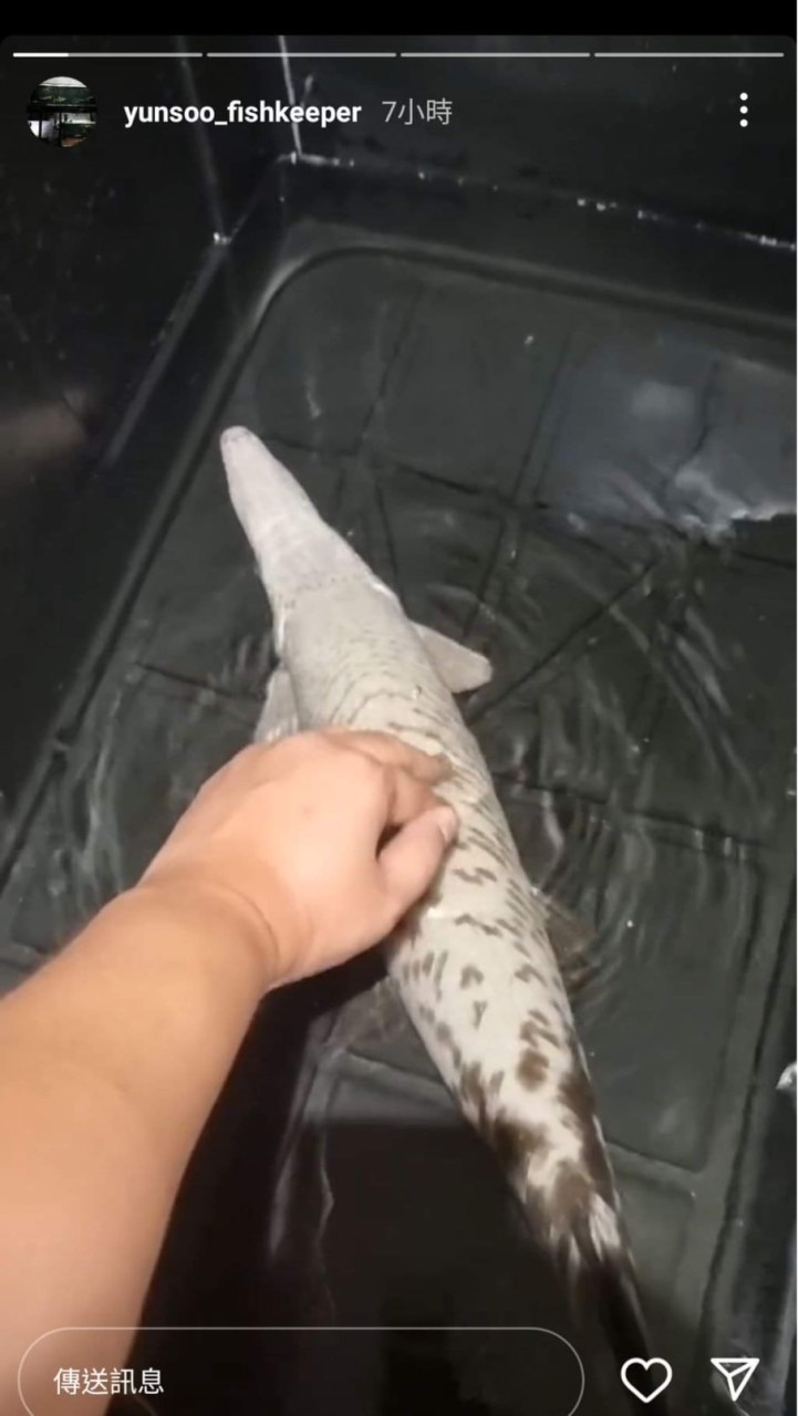 Jn’s水族特務/同龜魚近/交流營👥