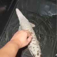 Jn’s水族特務/同龜魚近/交流營👥