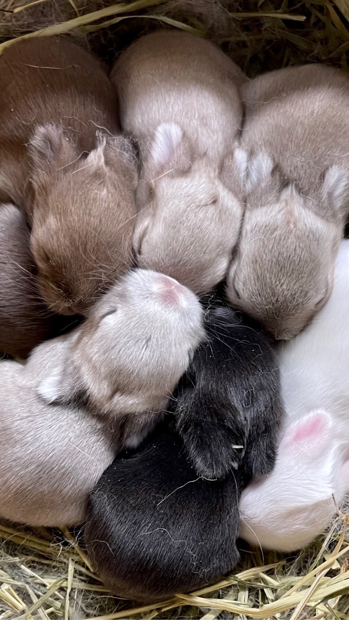 KST Rabbit