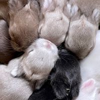 KST Rabbit
