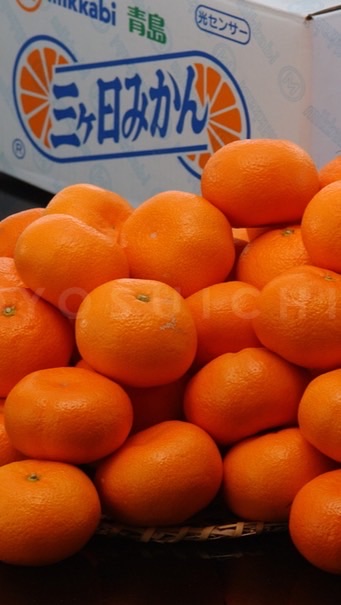 静岡、みかん好き集まれ🍊みかん農家のみかん安く提供します😊