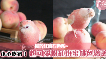 小心吃錯！超可愛粉紅水蜜桃色鸚鵡~超粉嫩的顏色！屬於紅寶石色系~