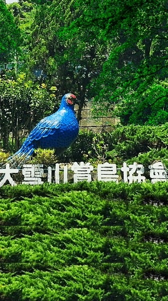 大雪山賞鳥協會-鳥照分享