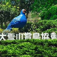 大雪山賞鳥協會-鳥照分享