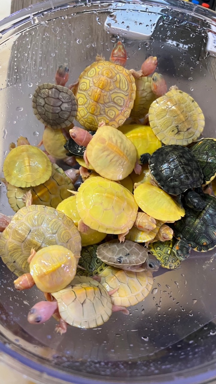 ❣愛麗絲變異龜交流社群🐢