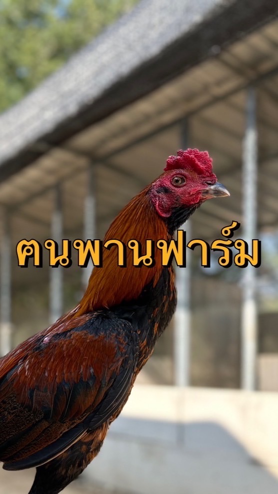 ฅนพานฟาร์ม@เชียงราย