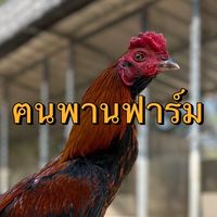 ฅนพานฟาร์ม@เชียงราย