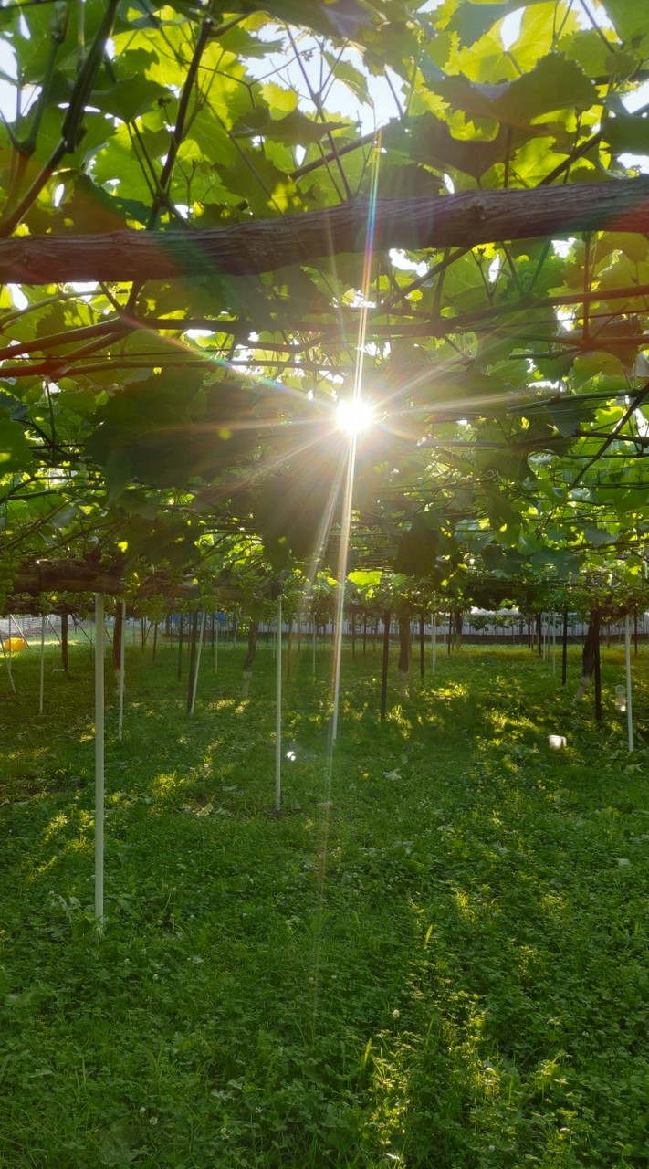 ぶどうのエミ🍇ご縁と巡りのマルシェ場