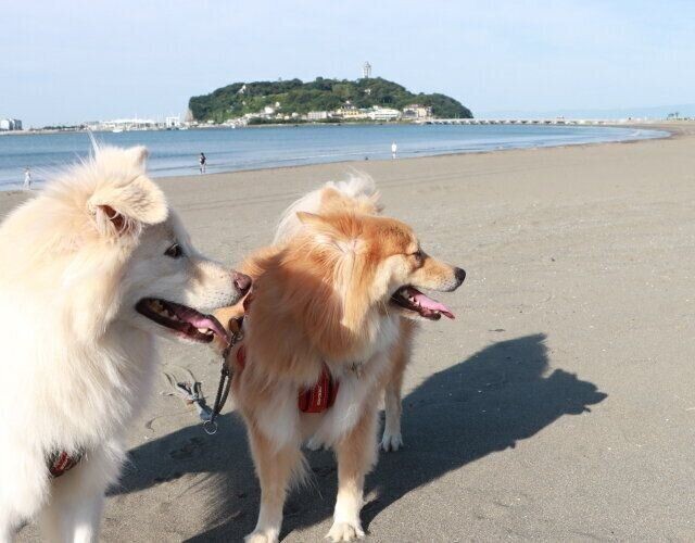 わが家の暑さ対策 穴澤賢の犬のはなし