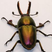 関東でクワガタ、カブトムシ採集飼育