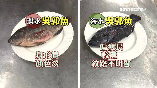 宣稱賣 海吳郭 遭訴疑淡水魚混淆 三立新聞網 Line Today