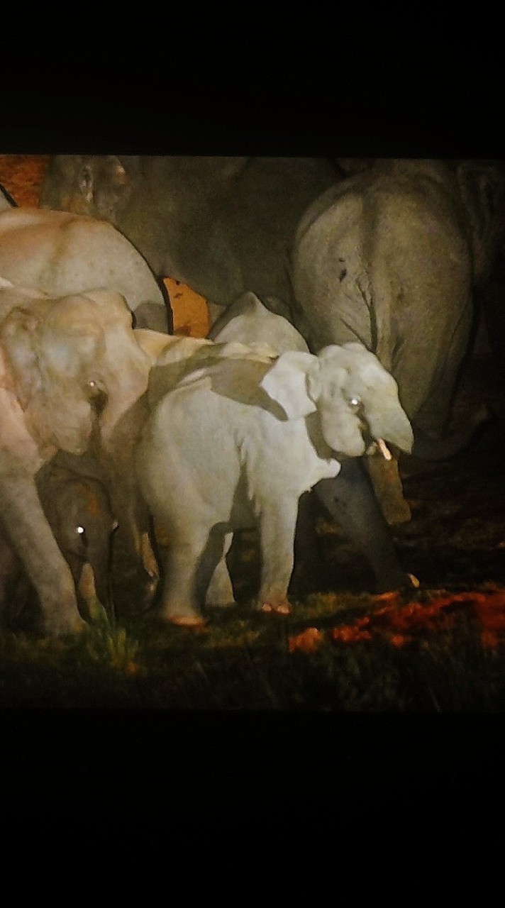 Wildlife​ | Wild | Watch​ - TH