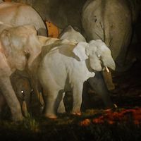 Wildlife​ | Wild | Watch​ - TH