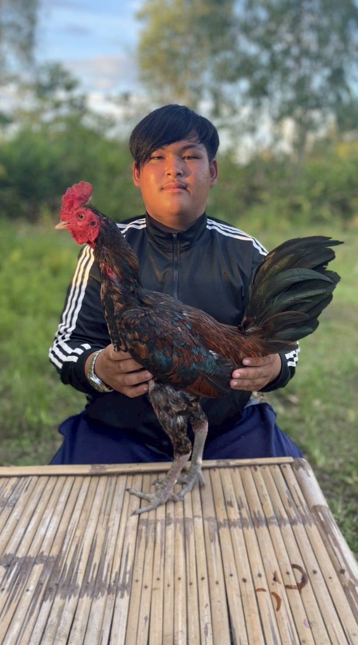 ซุ้มไก่ชนโพธิ์ล้มเชียน