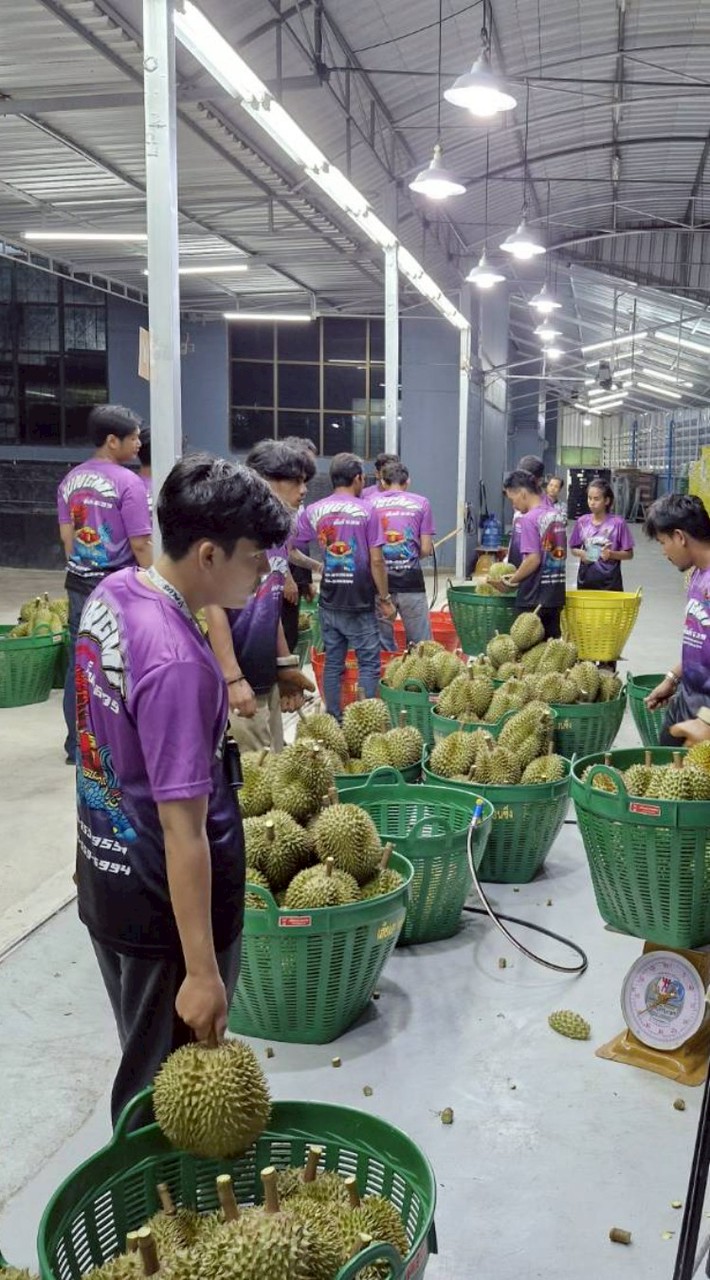 ราคาทุเรียน ล้งมั่งมี639